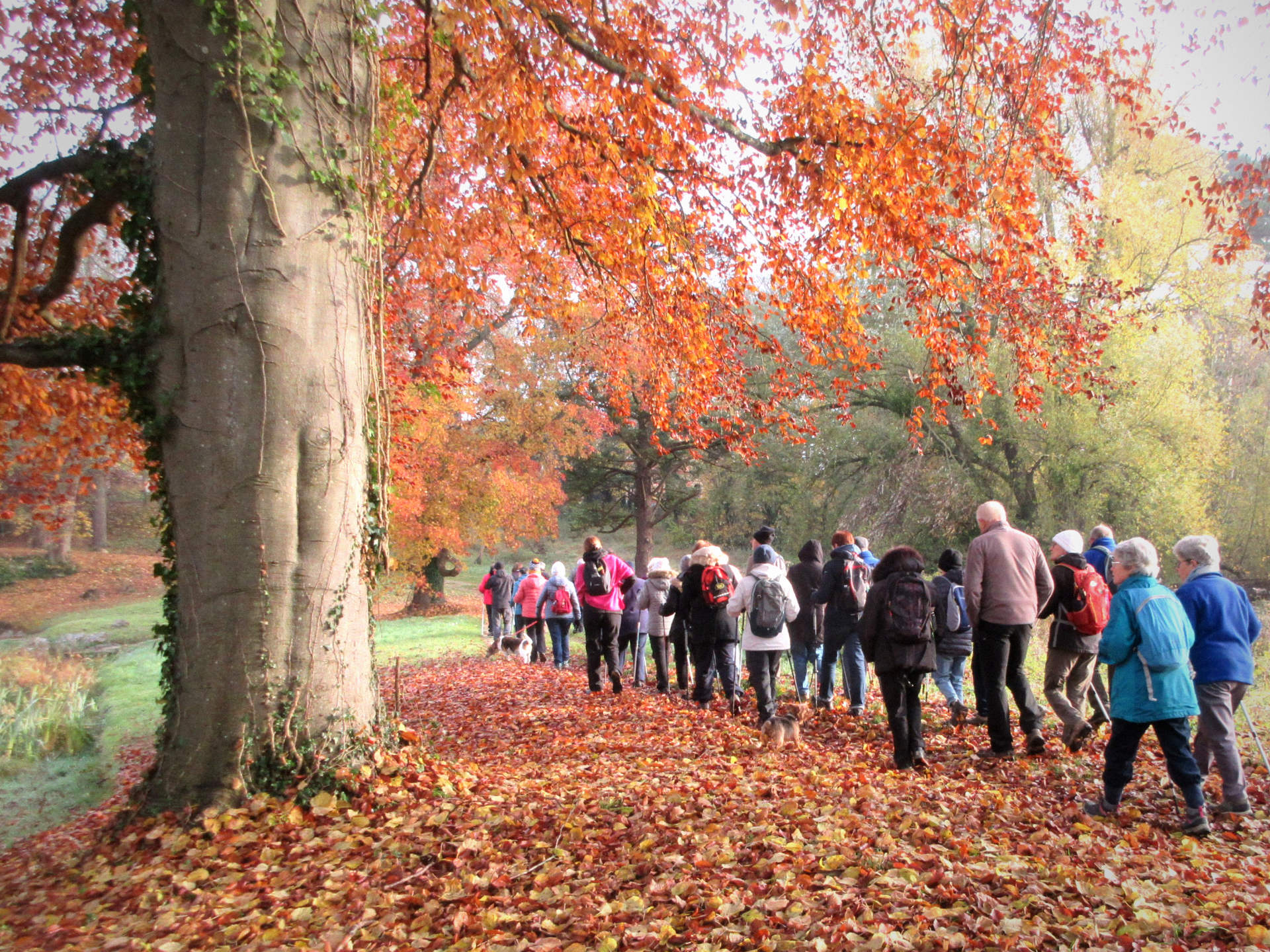 Mille-Pattes de Brenouille